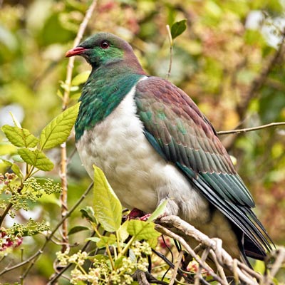New Zealand Wood Pigeon (Kereru) - West Coast Wilderness Trail